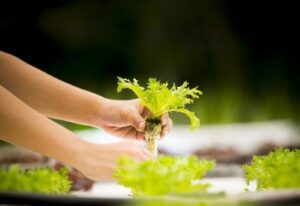 Landscaping FAQs - Petals & Gardens | Gardening Tips Gardening FAQs