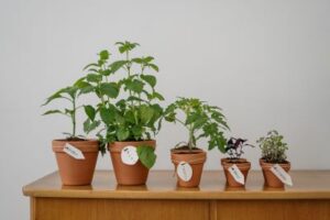 Gardening Blog