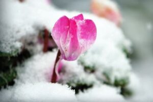 Gardening FAQs