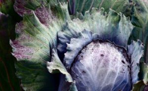 Gardening Blog
