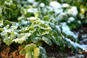 Landscaping Blog