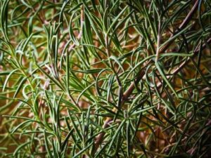 Gardening Blog
