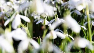 Landscaping Blog