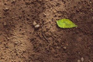 Landscaping Tips