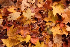 Landscaping Blog