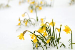 Gardening Blog