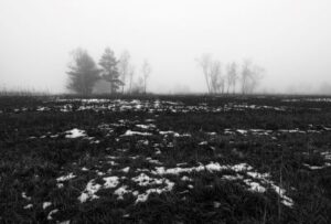 Landscaping Blog