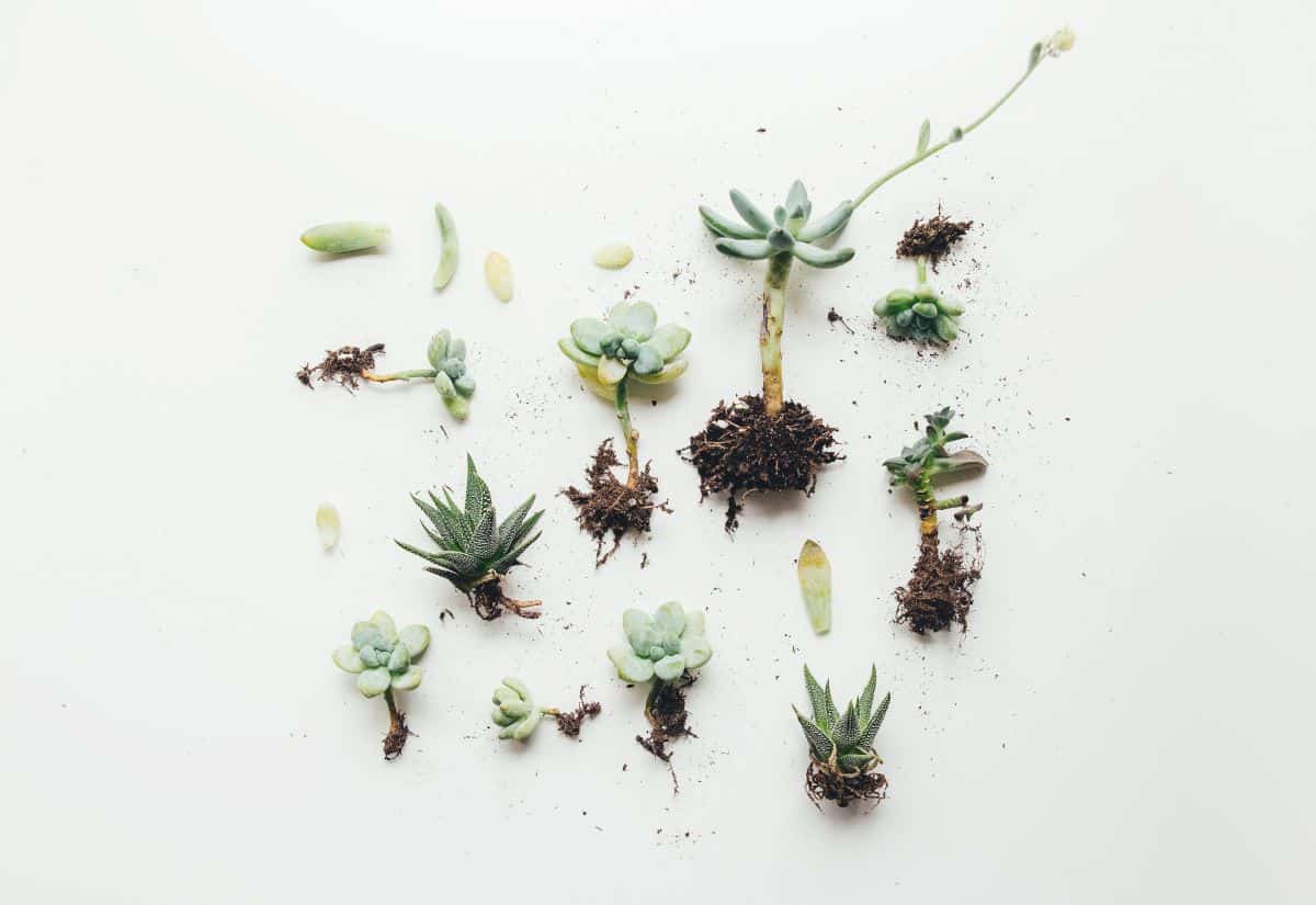 Landscaping Tips