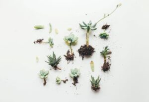 Gardening FAQs