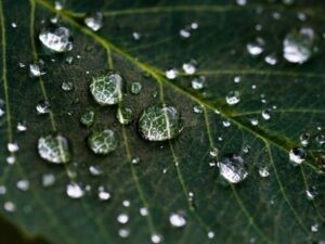Gardening FAQs