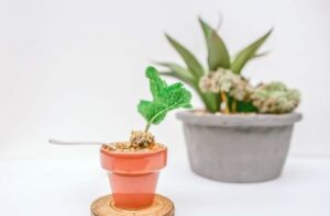 Landscaping Blog