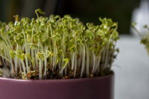 Gardening Blog