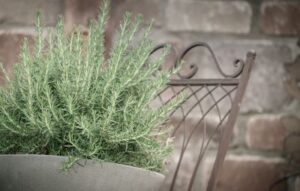Gardening FAQs