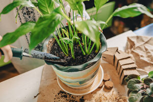 Landscaping Blog - Petals & Gardens | Gardening Tips how often should I fertilize my plants
