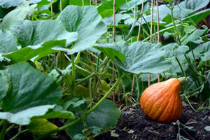 Easiest Vegetables To Grow In A Yard
