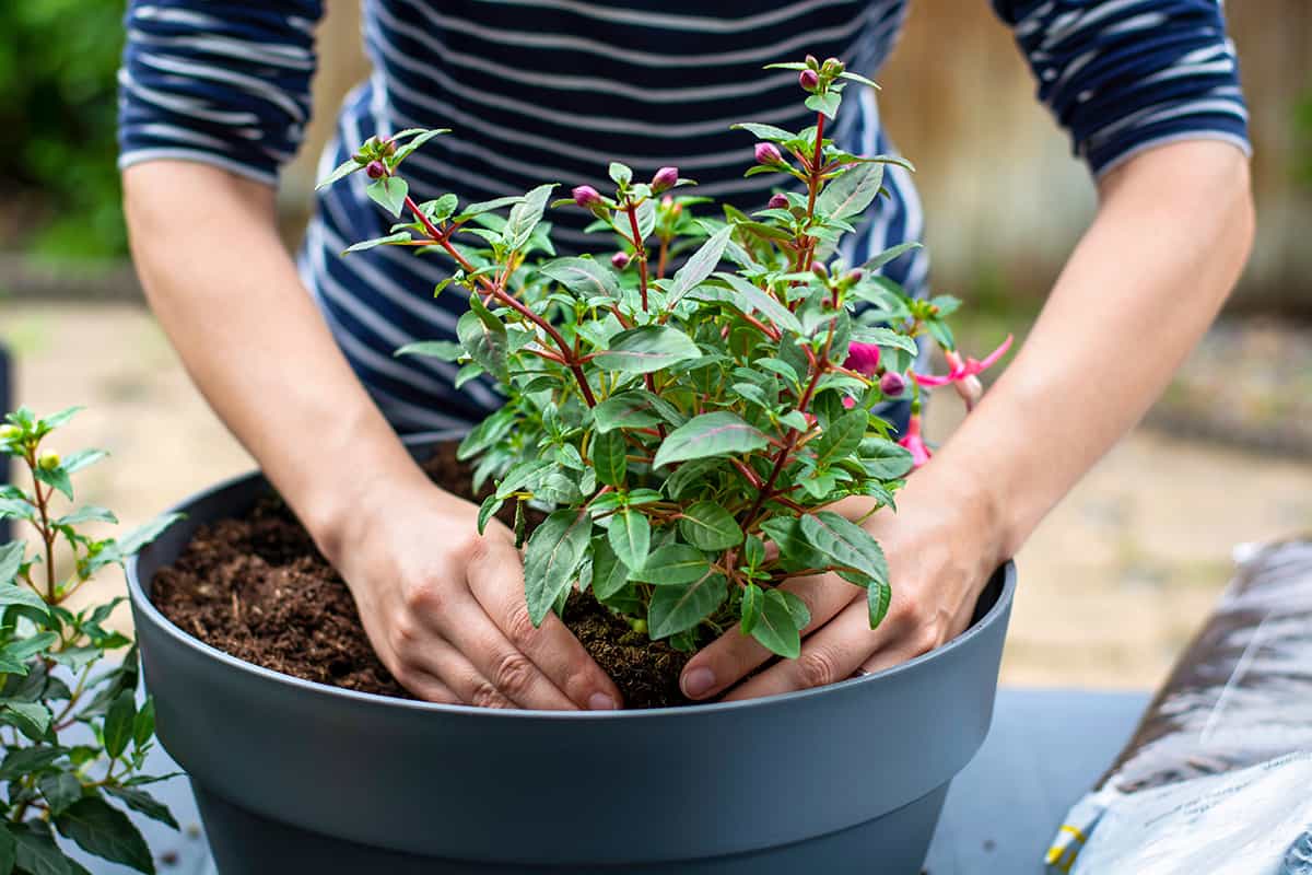 Gardening Blog