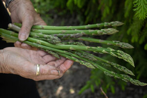 Gardening Blog - Petals & Gardens | Gardening Tips Growing Delicious Asparagus in Your Garden