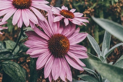 Low-Maintenance Flower Bed