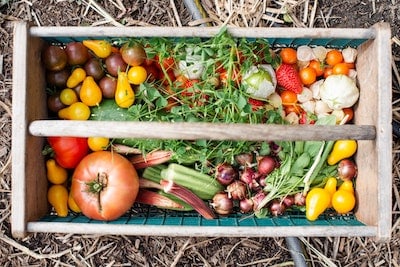 Planning a Vegetable Garden