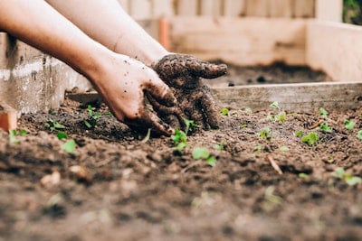 Vegetable Garden Layout