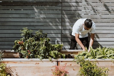 Ideal Vegetable Garden Layout