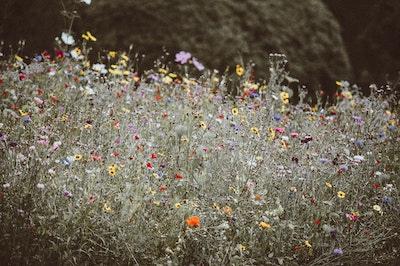 Low-Maintenance Flower Bed