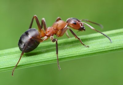 Landscaping Blog - Petals & Gardens | Gardening Tips how to get rid of ants in the garden naturally