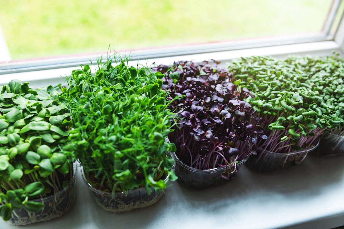 Gardening FAQs