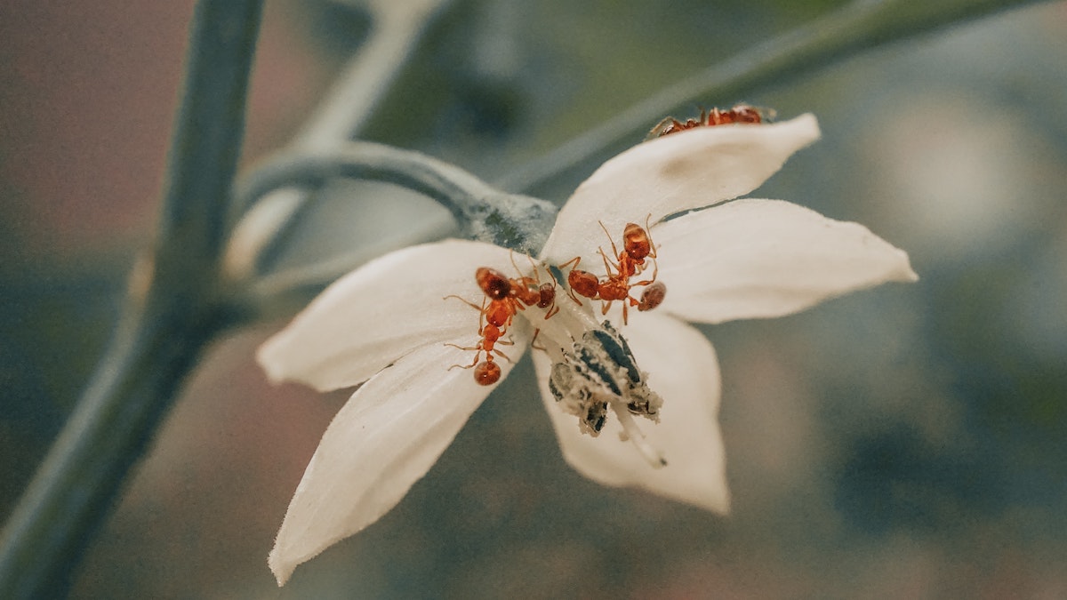 Gardening FAQs