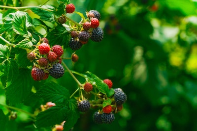 How Deep Should You Dig a Garden