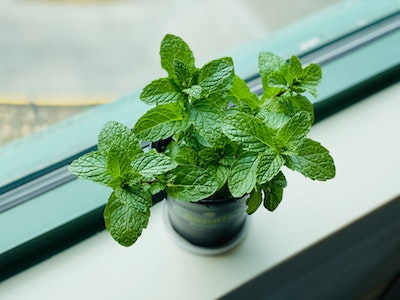 plants in your garden that reduce stress