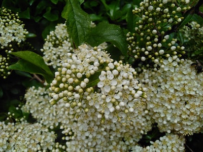 plants in garden that reduce stress