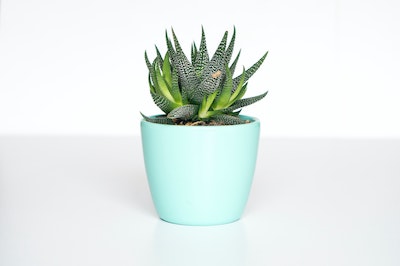 Do Aloe Plants Need Direct Sunlight