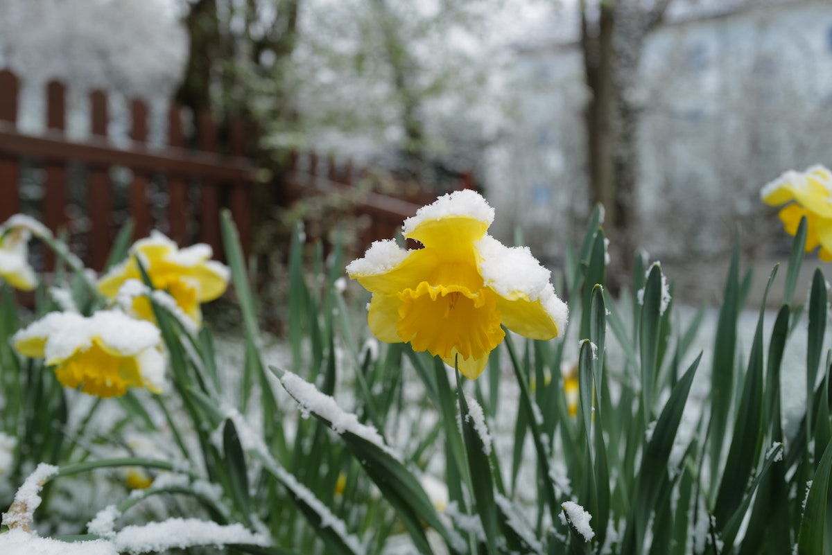 Landscaping Blog