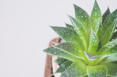 Do Aloe Plants Need Direct Sunlight