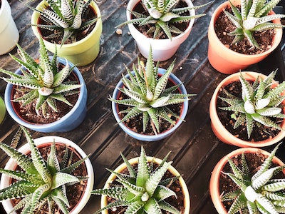 Do Aloe Plants Need Direct Sunlight