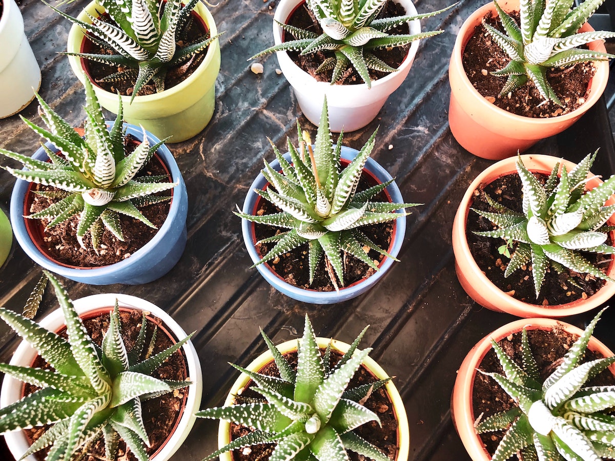 Gardening Tips