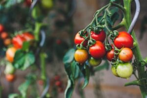 easiest vegetables to grow in a small space tomatoes