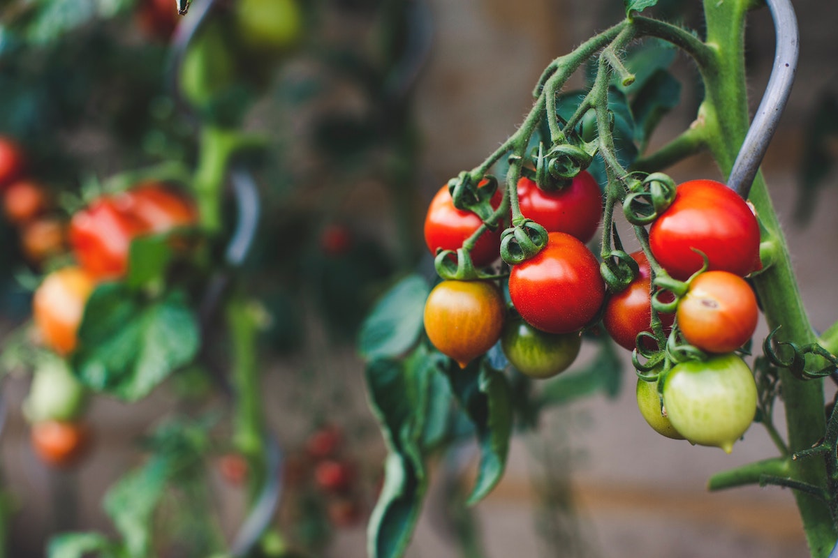 Gardening FAQs