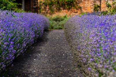 plants in your garden that reduce stress