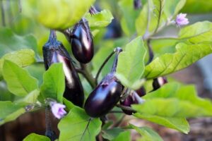 easiest vegetables to grow in a small space eggplant