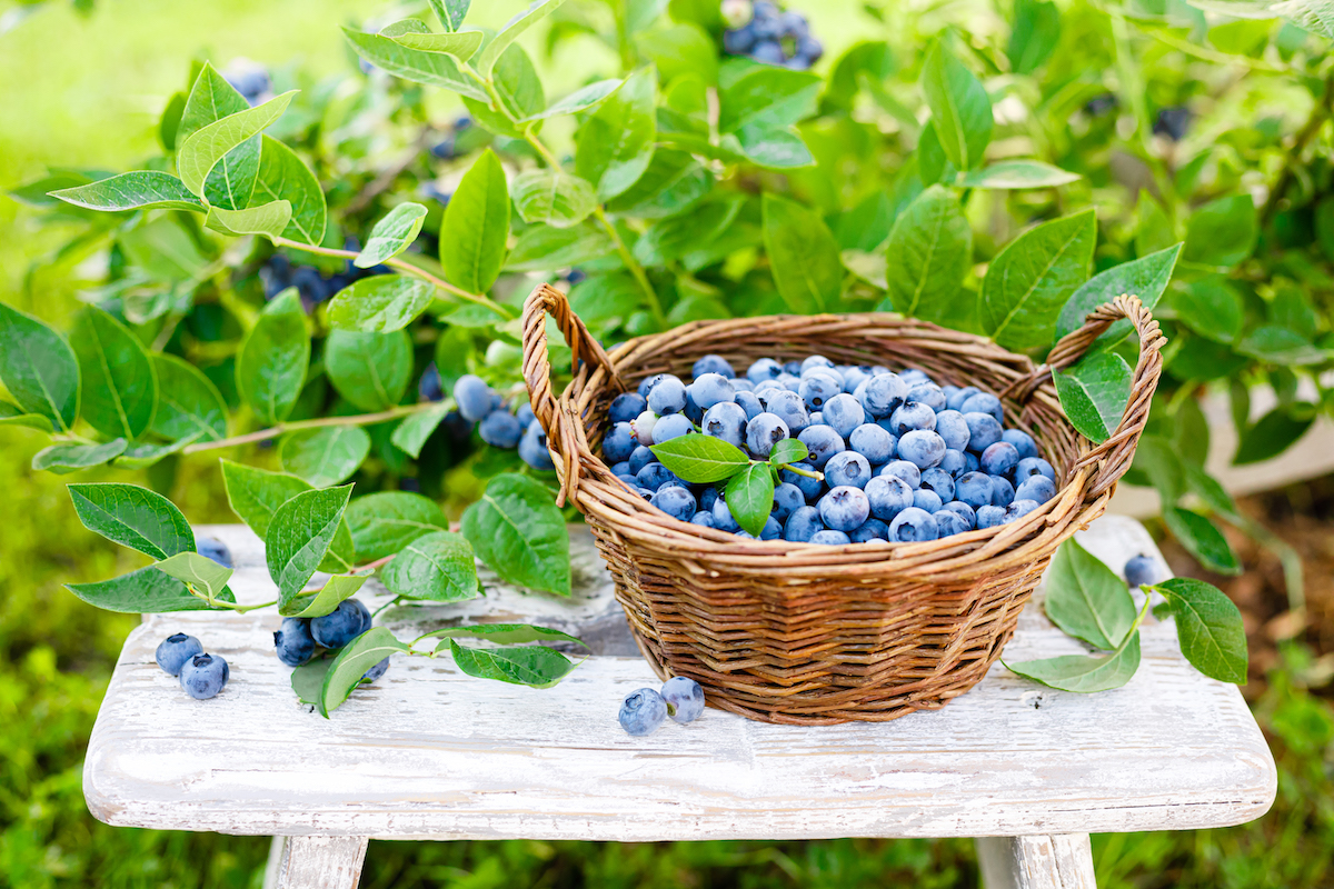 Where Is the Best Place to Plant Blueberry Bushes