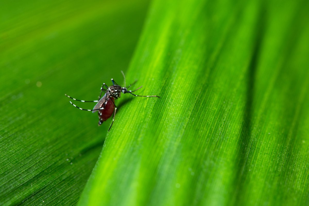 How Do I Keep Mosquitoes Out of My Garden