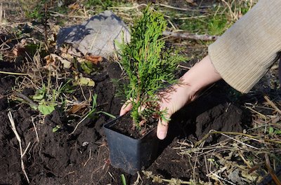 planting Emerald Green Arborvitae in garden - Petals & Gardens | Gardening Tips Emerald Green Arborvitae Complete Guide