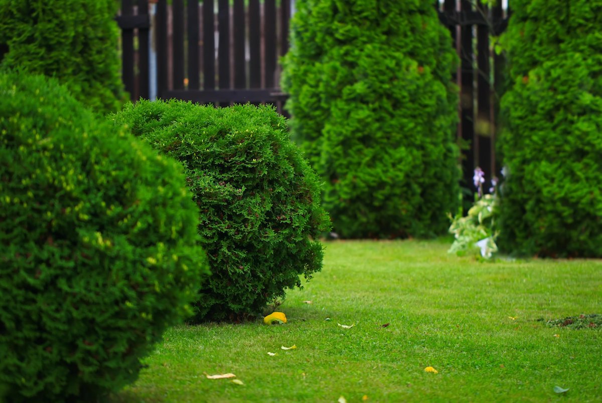 Emerald Green Arborvitae Complete Guide