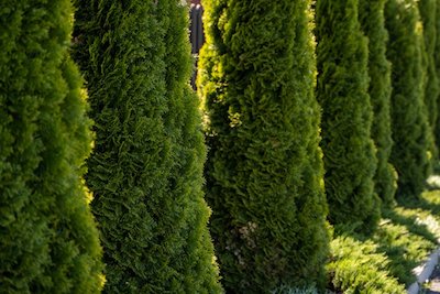 Emerald Green Arborvitae trees - Petals & Gardens | Gardening Tips Emerald Green Arborvitae Complete Guide