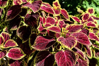 coleus Perennials for Shade That Bloom All Summer - Petals & Gardens | Gardening Tips Perennials for Shade That Bloom All Summer