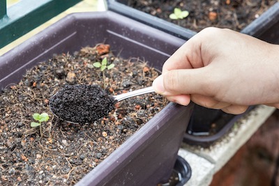 Best Organic Garden Fertilizers You Can Make