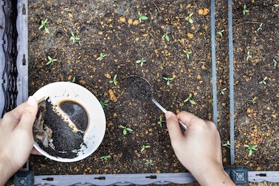 Best Organic Garden Fertilizers You Can Make
