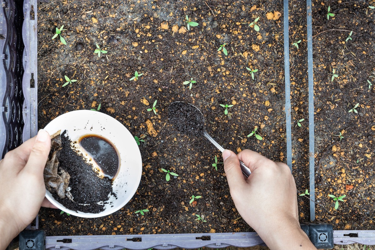 Best Organic Garden Fertilizers You Can Make